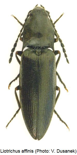 liotrichus_affinis_hab.jpg