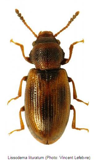 lissodema_lituratum_hab.jpg