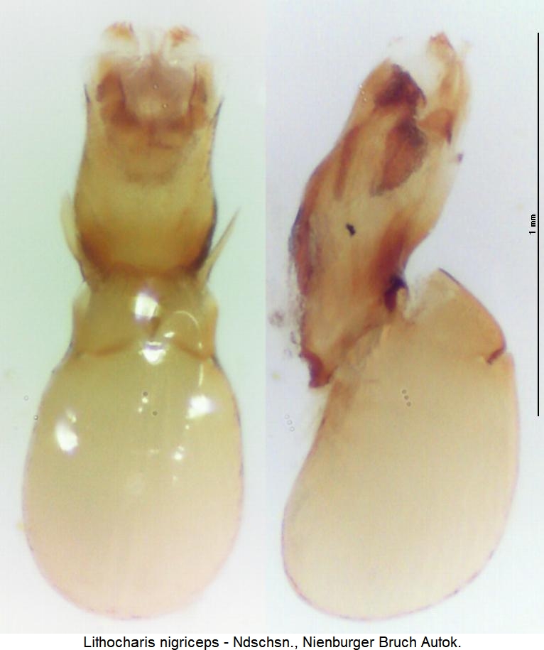 lithocharis_nigriceps.jpg
