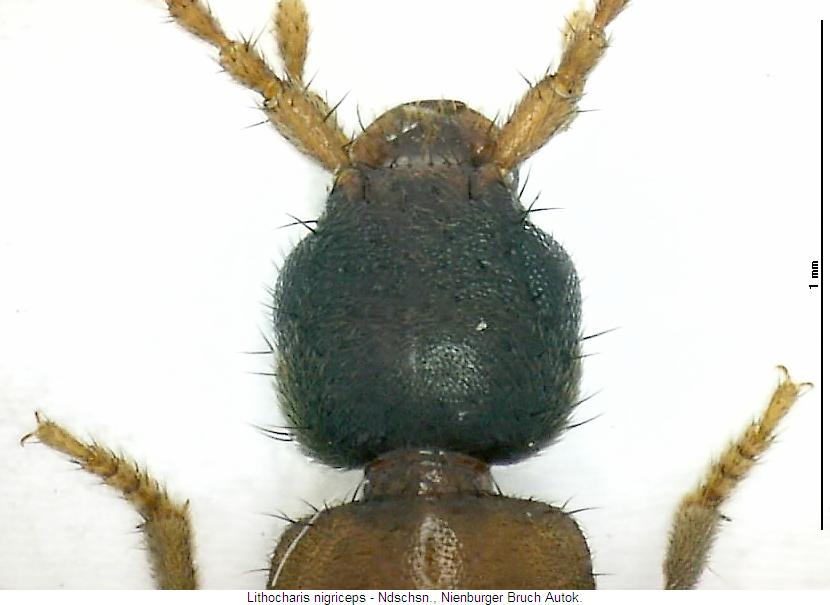 lithocharis_nigriceps_vk.jpg
