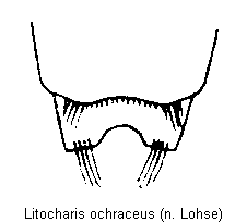 litocharis_ochraceus_hlb.gif