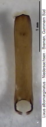 lixus_albomarginatus.jpg