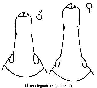lixus_elegantulus_k.gif