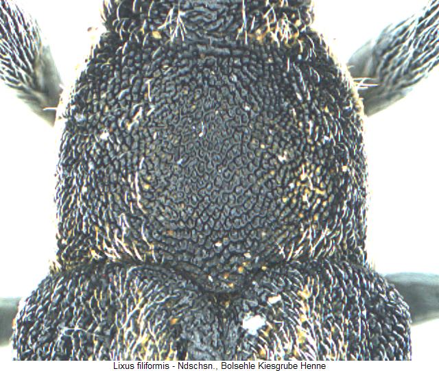 lixus_filiformis_hsch.jpg