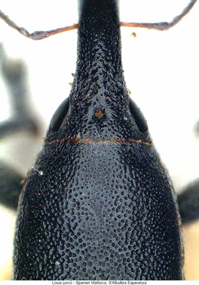 lixus_juncii_vk.jpg