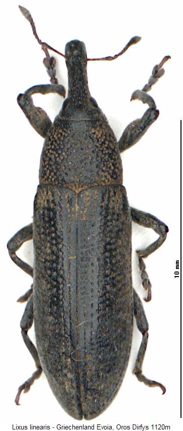 lixus_linearis_hab.jpg