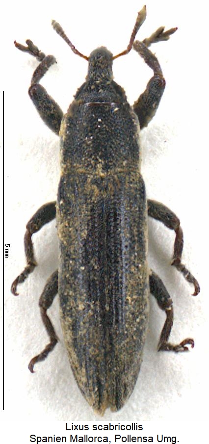 lixus_scabricollis_hab.jpg