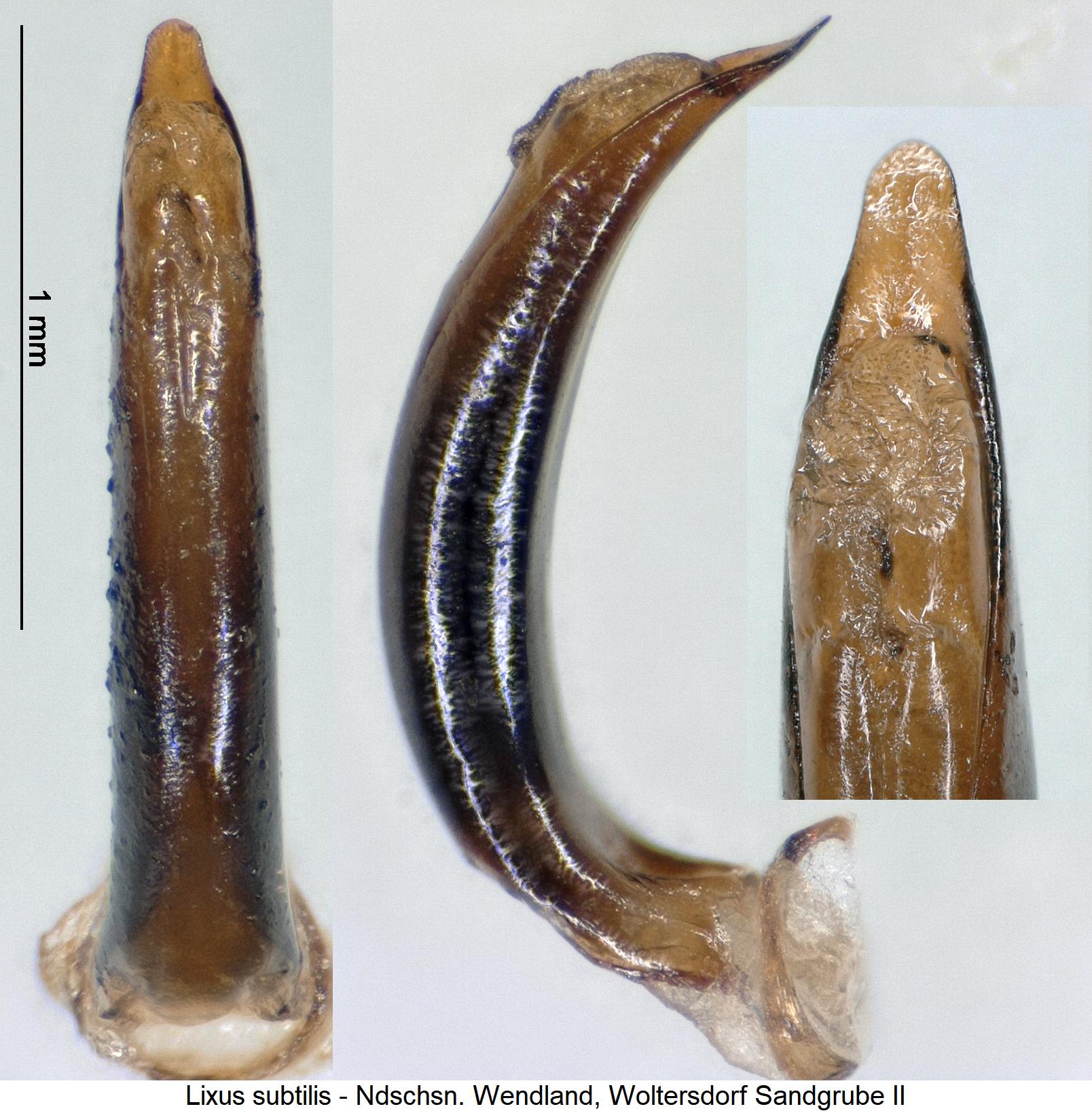 lixus_subtilis.jpg