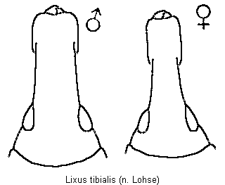 lixus_tibialis_k.gif