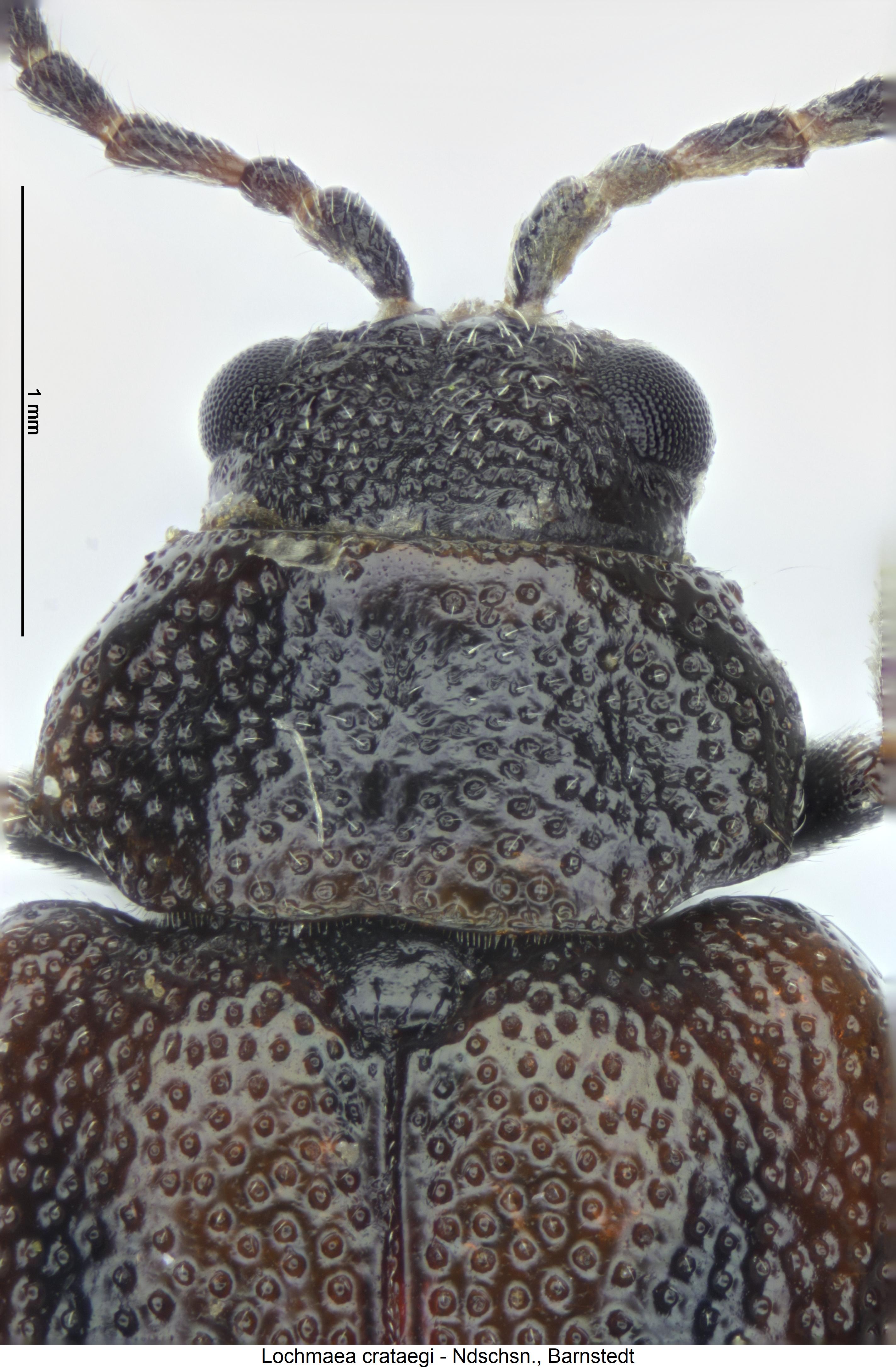 lochmaea_crataegi_vk.jpg