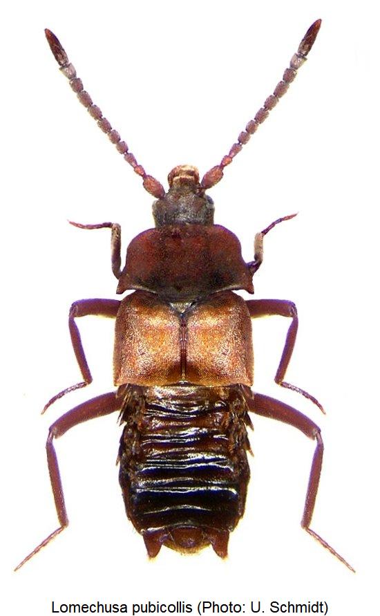 lomechusa_pubicollis_hab.jpg