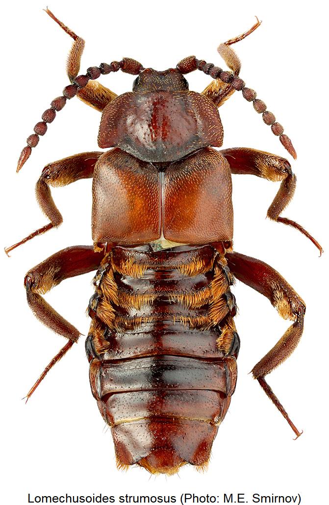 lomechusoides_strumosus_hab.jpg