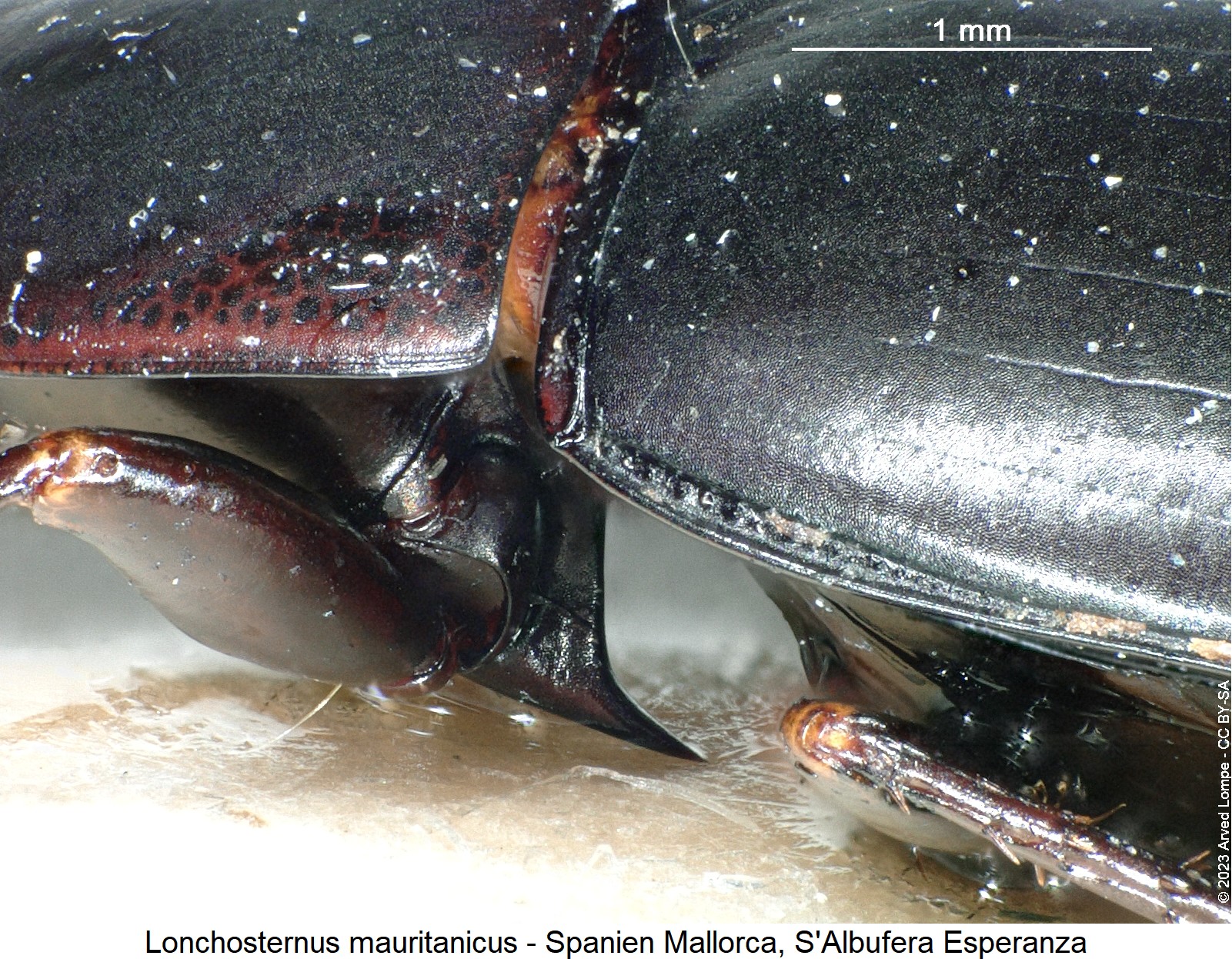 lonchosternus_mauritanicus_vbr.jpg