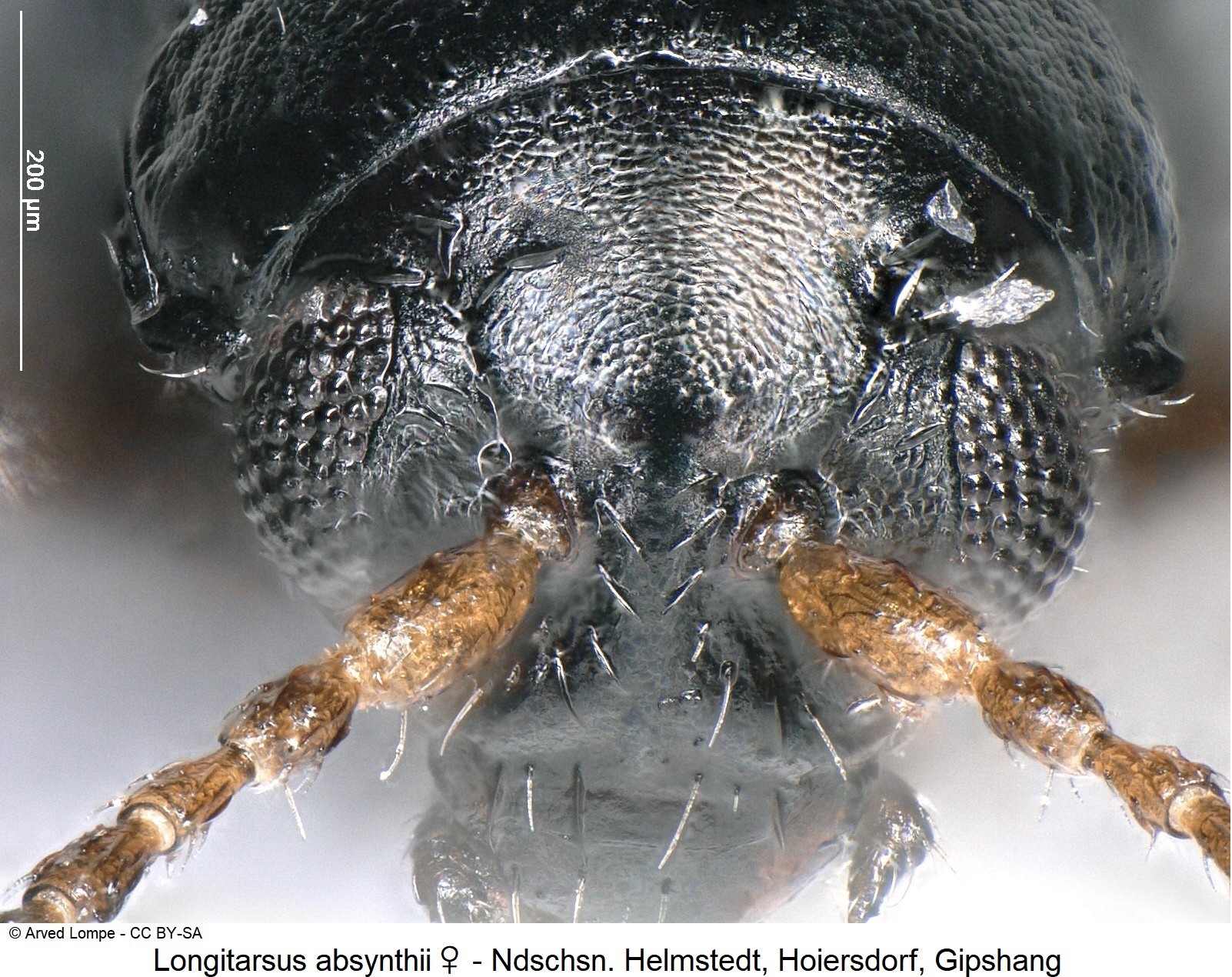 longitarsus_absynthii_k.jpg