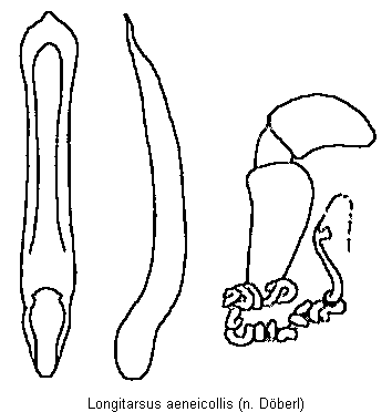 longitarsus_aeneicollis.gif