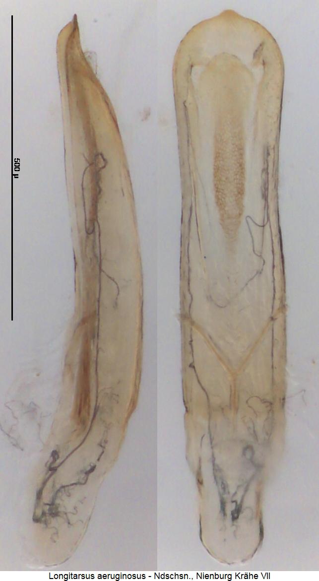 longitarsus_aeruginosus3.jpg