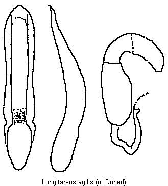 longitarsus_agilis.gif