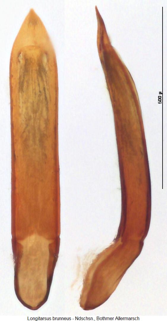 longitarsus_brunneus1.jpg