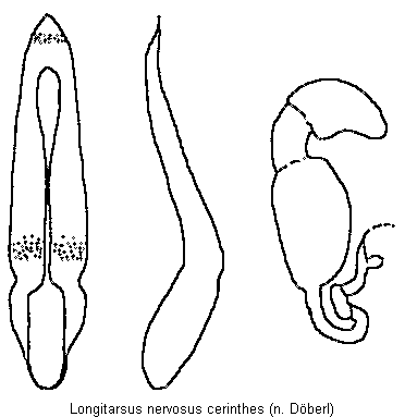 longitarsus_cerinthes.gif