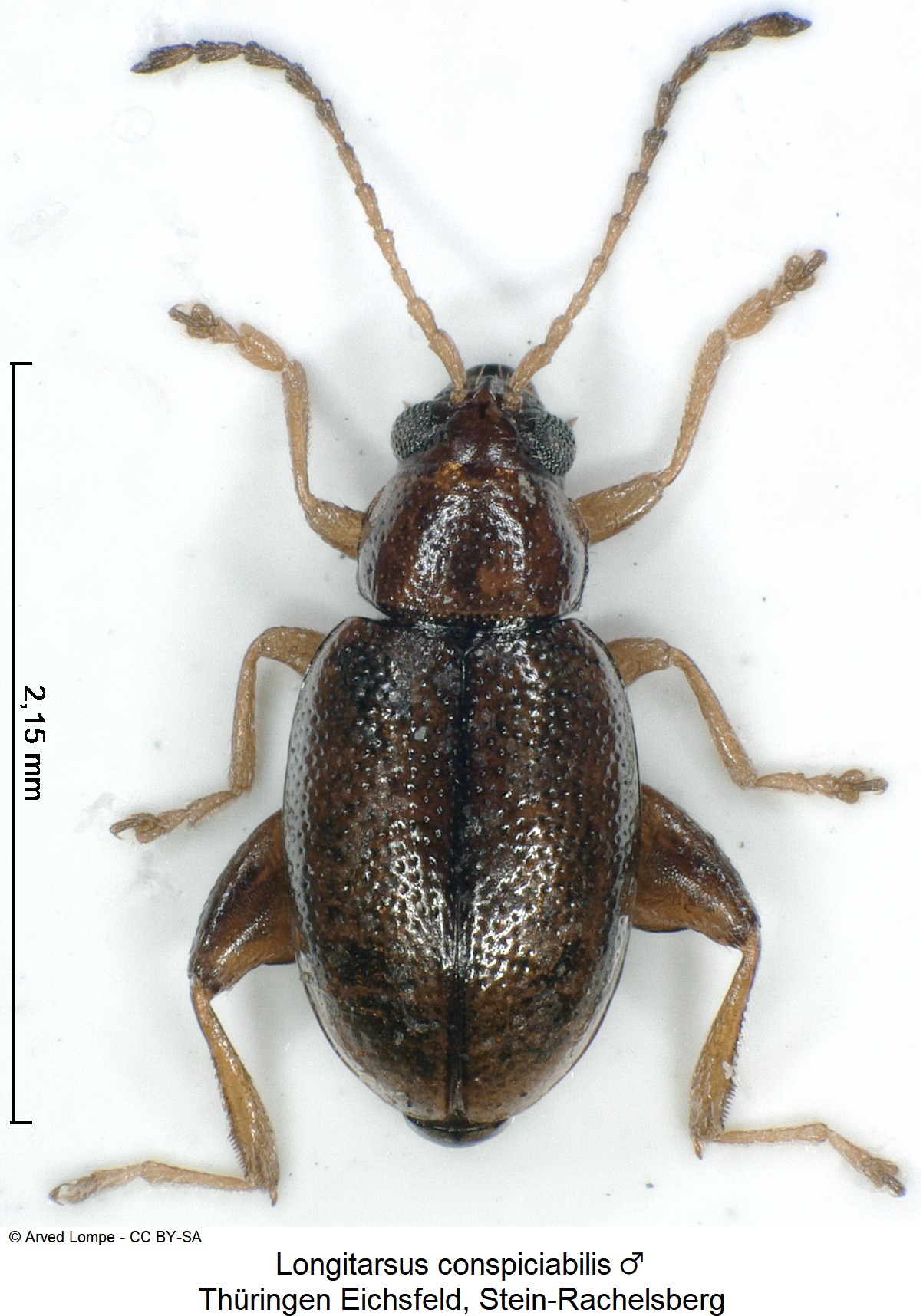longitarsus_conspiciabilis_m_hab.jpg