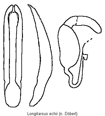 longitarsus_echii.gif