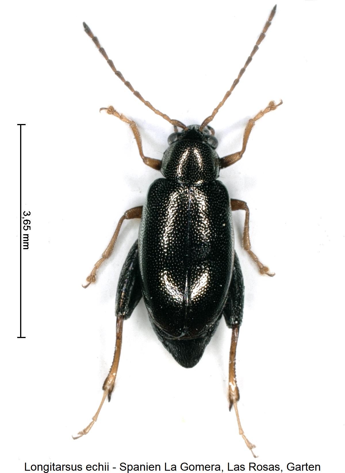 longitarsus_echii_hab.jpg