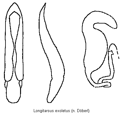 longitarsus_exoletus.gif