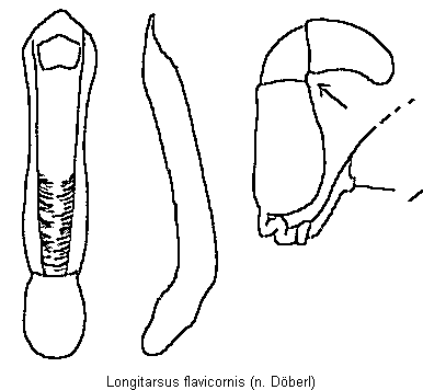 longitarsus_flavicornis.gif