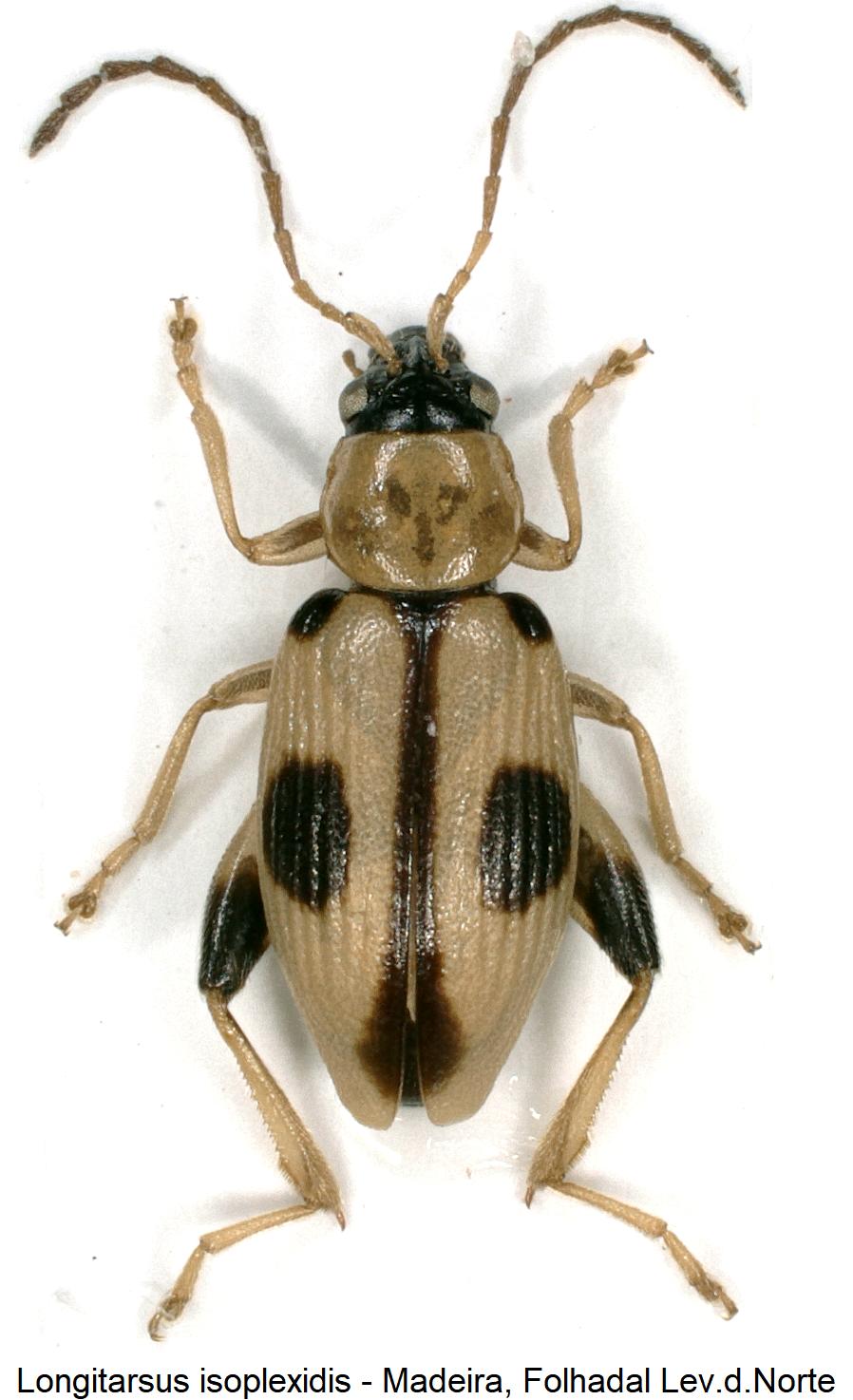 longitarsus_isoplexidis_hab.jpg