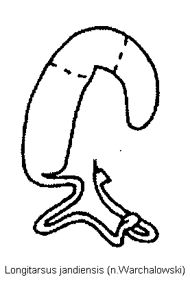 longitarsus_jandiensis_sperm.gif