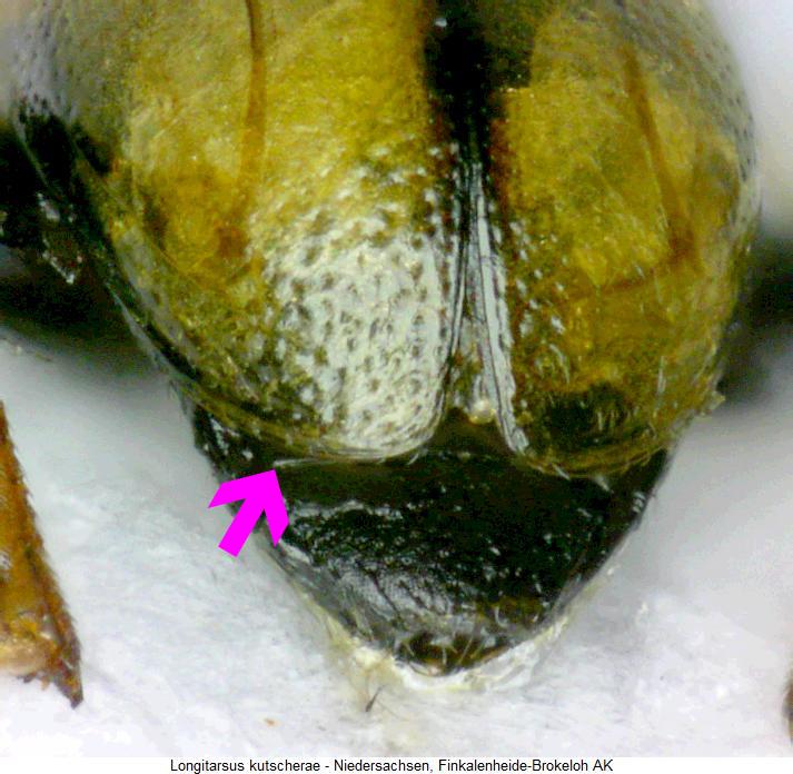 longitarsus_kutscherae_fld.jpg