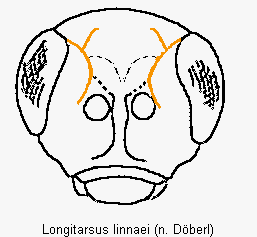 longitarsus_linnaei_k.gif