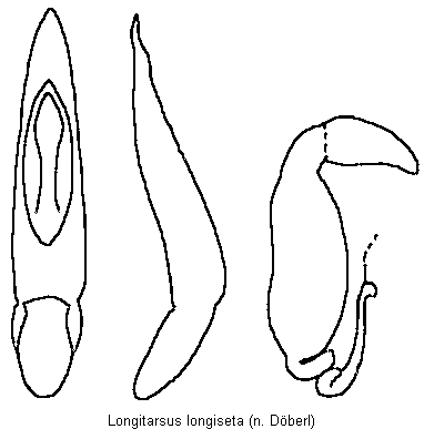 longitarsus_longiseta.gif