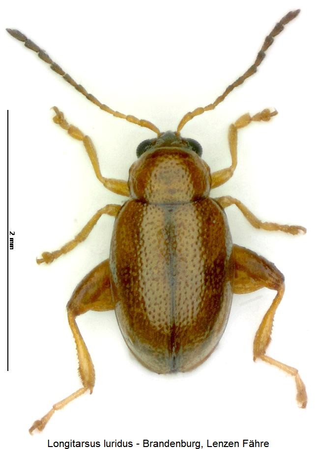 longitarsus_luridus_hab.jpg