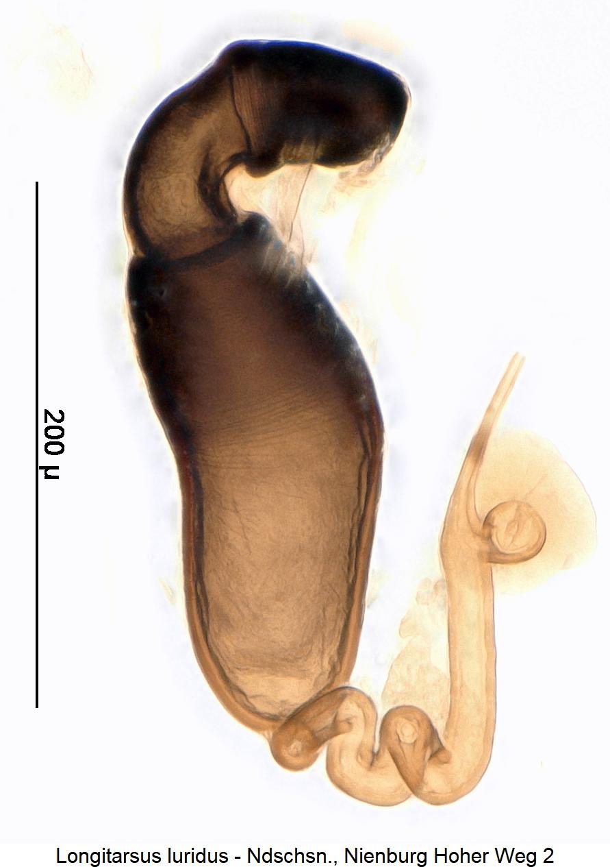 longitarsus_luridus_sperm.jpg