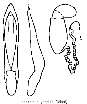 longitarsus_lycopi.gif