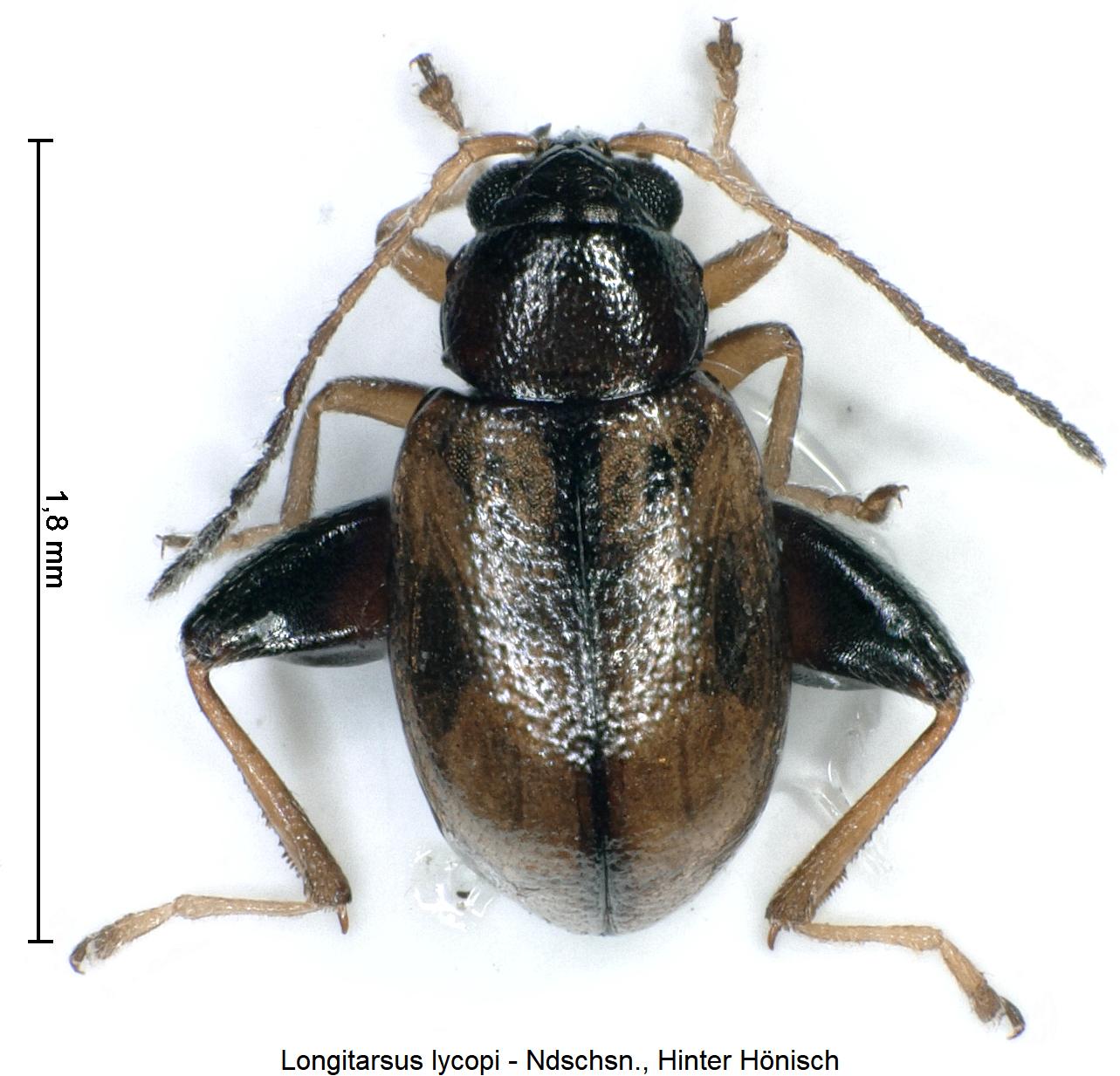 longitarsus_lycopi_hab.jpg