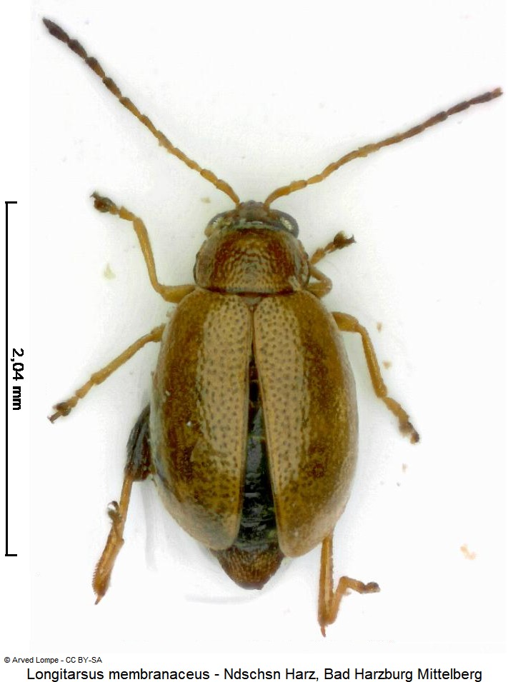 longitarsus_membranaceus_hab.jpg