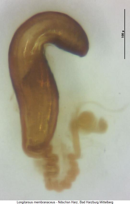 longitarsus_membranaceus_sperm.jpg