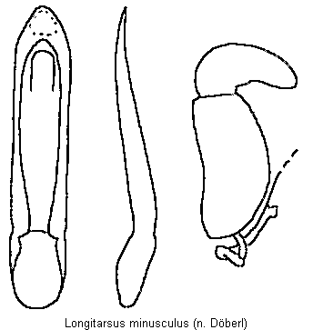 longitarsus_minusculus.gif