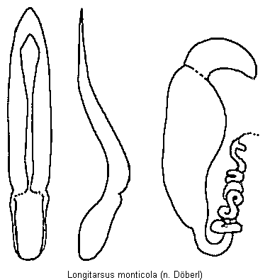 longitarsus_monticola.gif