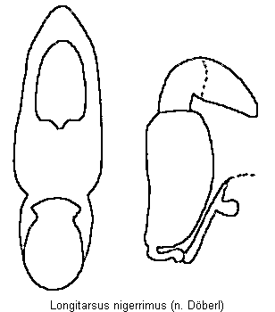 longitarsus_nigerrimus.gif