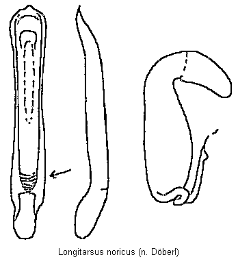 longitarsus_noricus.gif