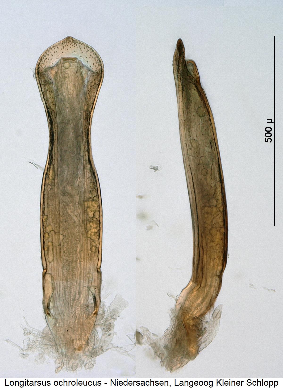 longitarsus_ochroleucus1.jpg