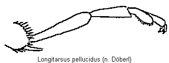 longitarsus_pellucidus_tr.gif