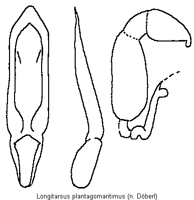 longitarsus_plantagomaritimus.gif