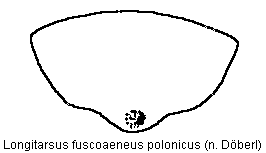 longitarsus_polonicus_sternit.gif