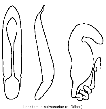 longitarsus_pulmonariae.gif