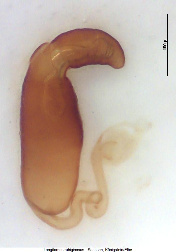longitarsus_rubiginosus_sperm.jpg