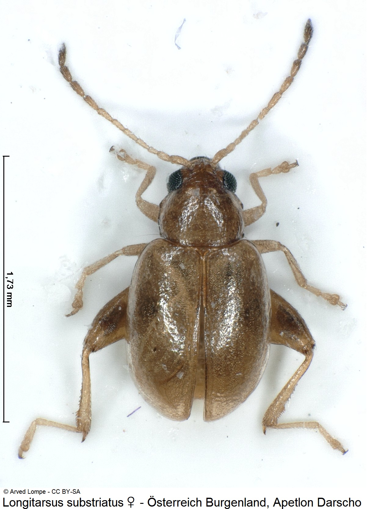 longitarsus_substriatus_w_ck35237513_hab.jpg